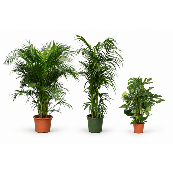 Palmeraie & monstera — areca, kentia et monstera deliciosa — lot de 3 plantes