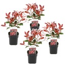 Photinia fraseri 'red robin' - set de 4 - persistantes - ⌀17cm - hauteur 30-40cm