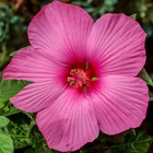 Hibiscus des marais carrousel ® pink passion, le pot / 8cm