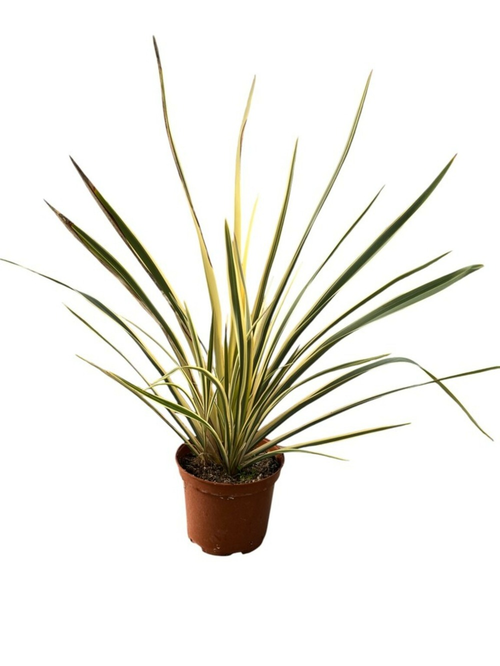 Phormium tenax variegatum c10l. 60/90