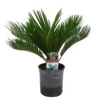 Cycas revoluta - palmier intérieur et extérieur - pot 15cm - hauteur 45-60cm