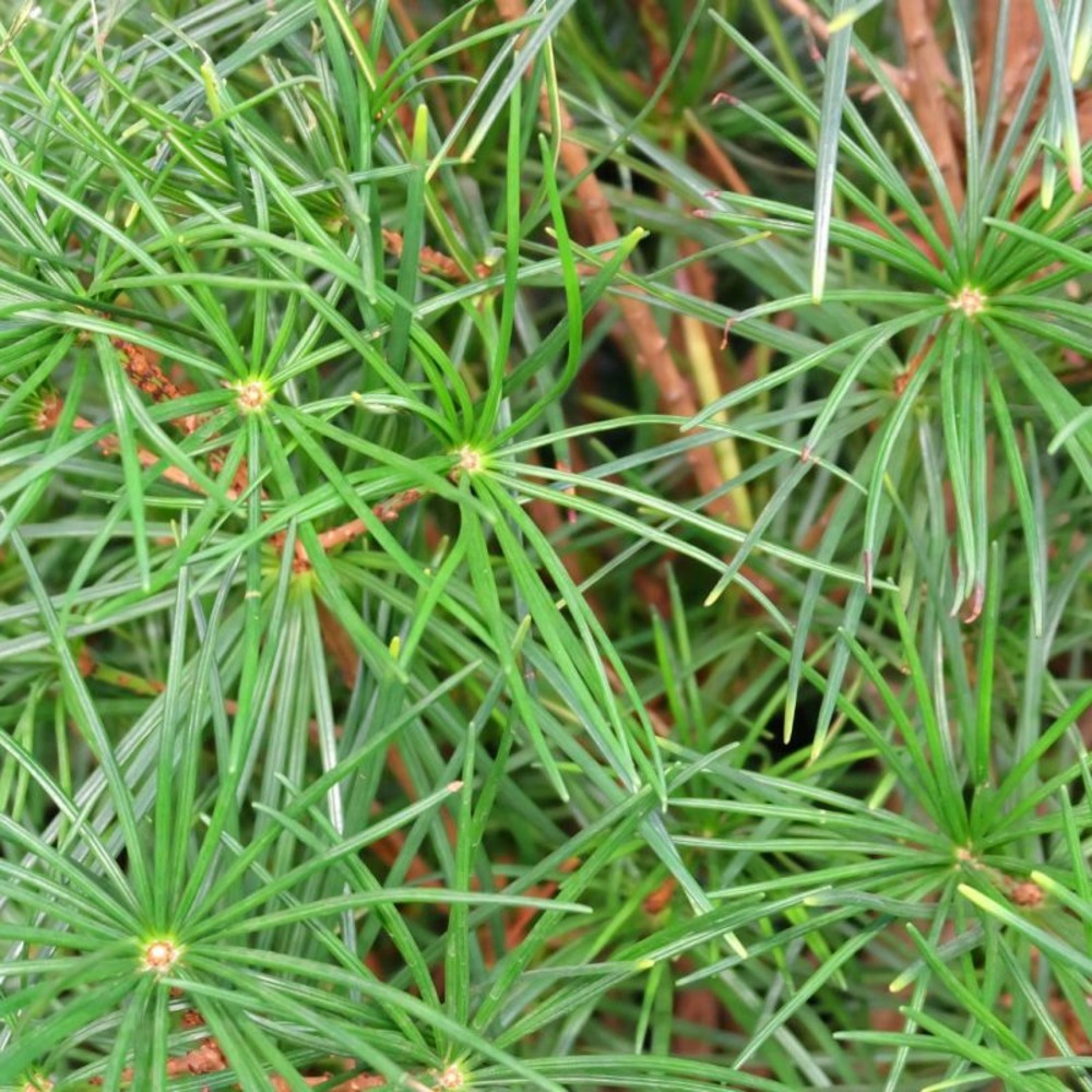 Pin parasol du japon - sciadopitys verticillata 40/50cm pot 5l