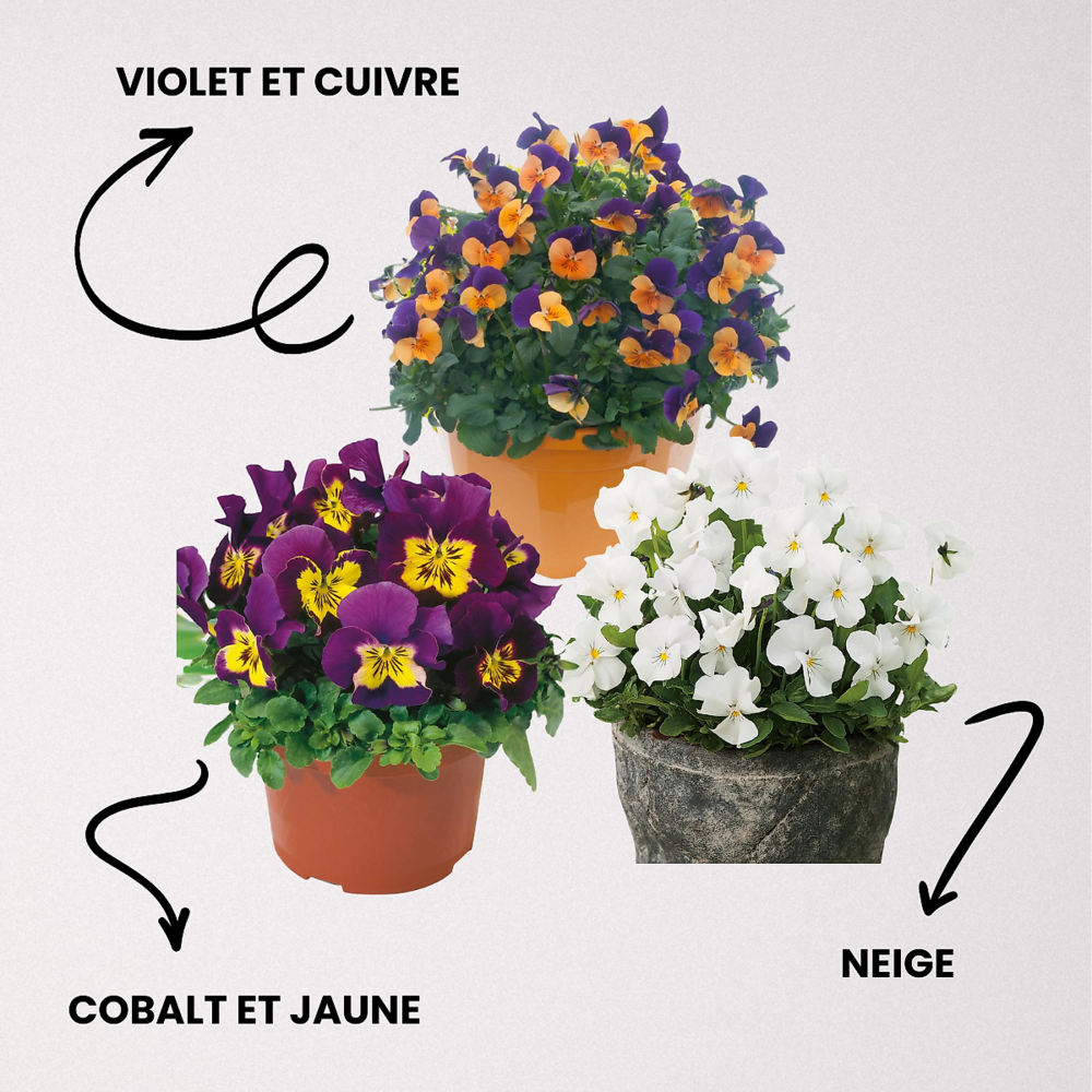 Offre speciale 9 violas sorbet