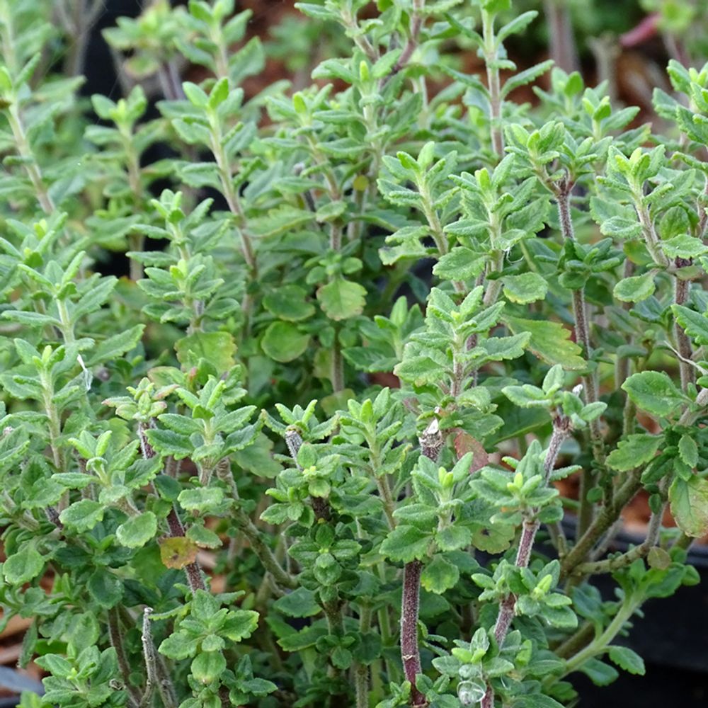 Germandrée x lucidrys pot de 2l/3l