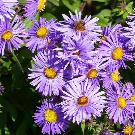 Aster de la nouvelle-angleterre 'barr's blue' pot de 2l/3l