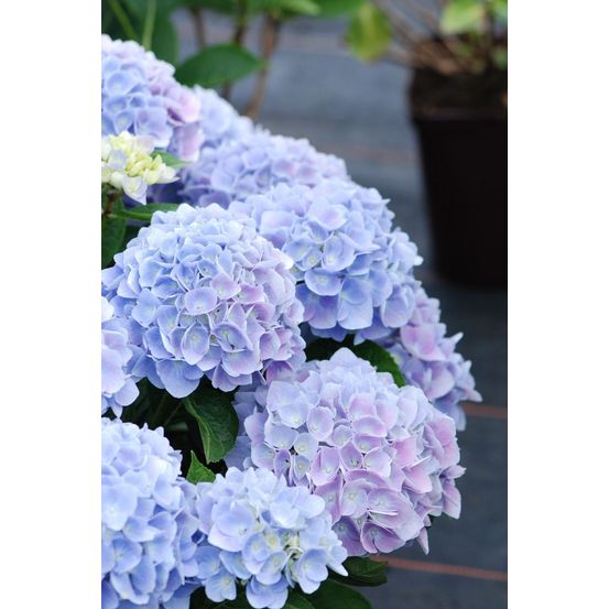 Hortensia macrophylla bleu 'ankong blue' - en pot de 5 litres
