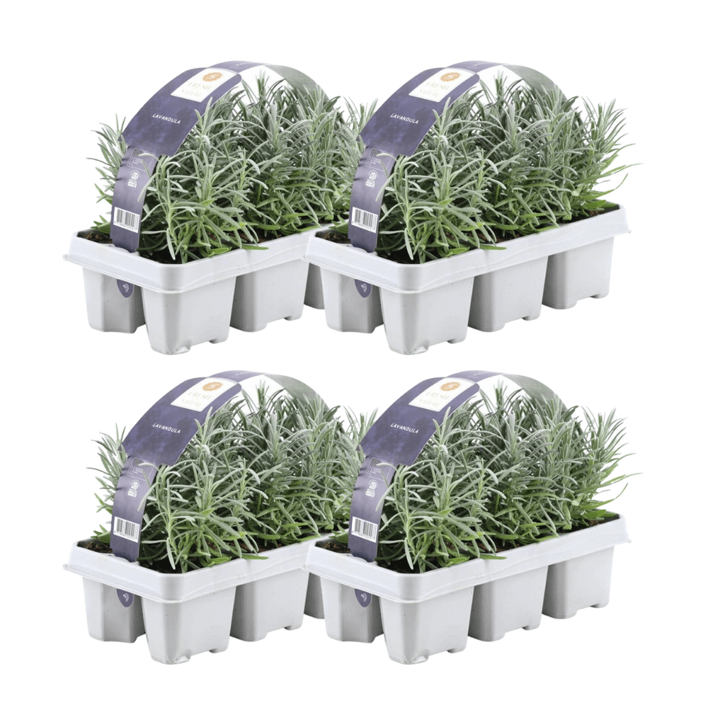 Lavande - lavandula angustifolia - lot de 24 - ↕15cm - plante d’extérieur