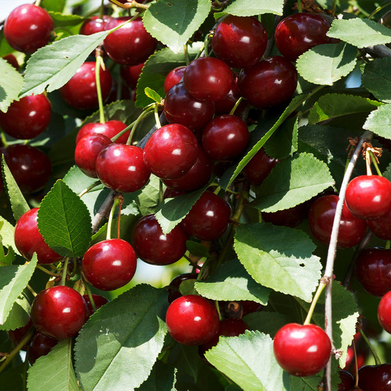 Cerisier colonnaire 'shanghai' pot de 6l/7l, colonnaire