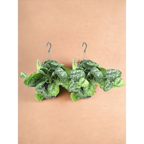 Lot de 2 - scindapsus pictus trebie (epipremnum) - h25 cm
