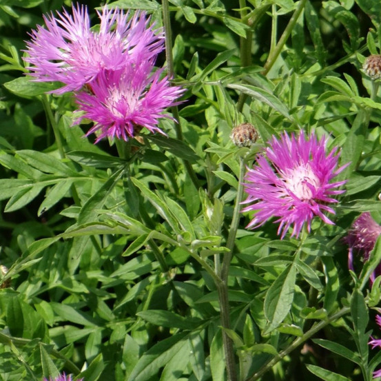 Centaurée de perse lot de 5 godets