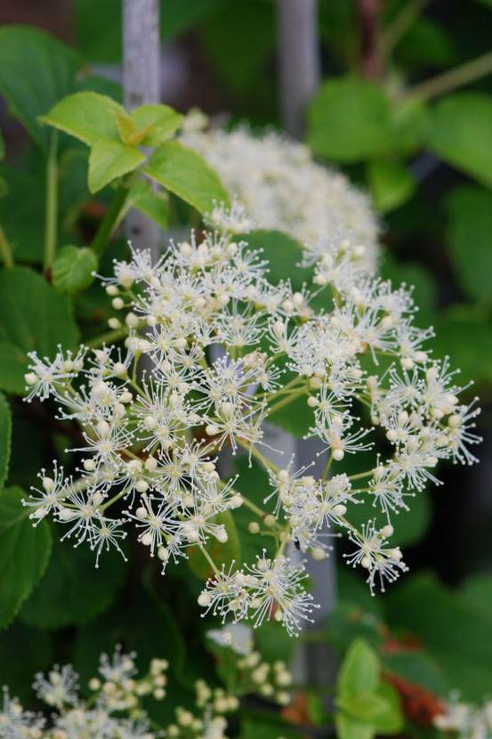 Hortensia grimpant pétiolaris - en pot de 3 litres