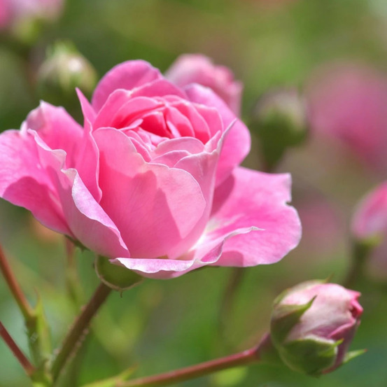 Rosier arbustif centenaire de lourdes® rose 'delge' pot de 3l - touffe