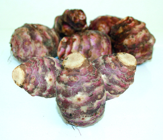 Plant de topinambour pot 0,5 l