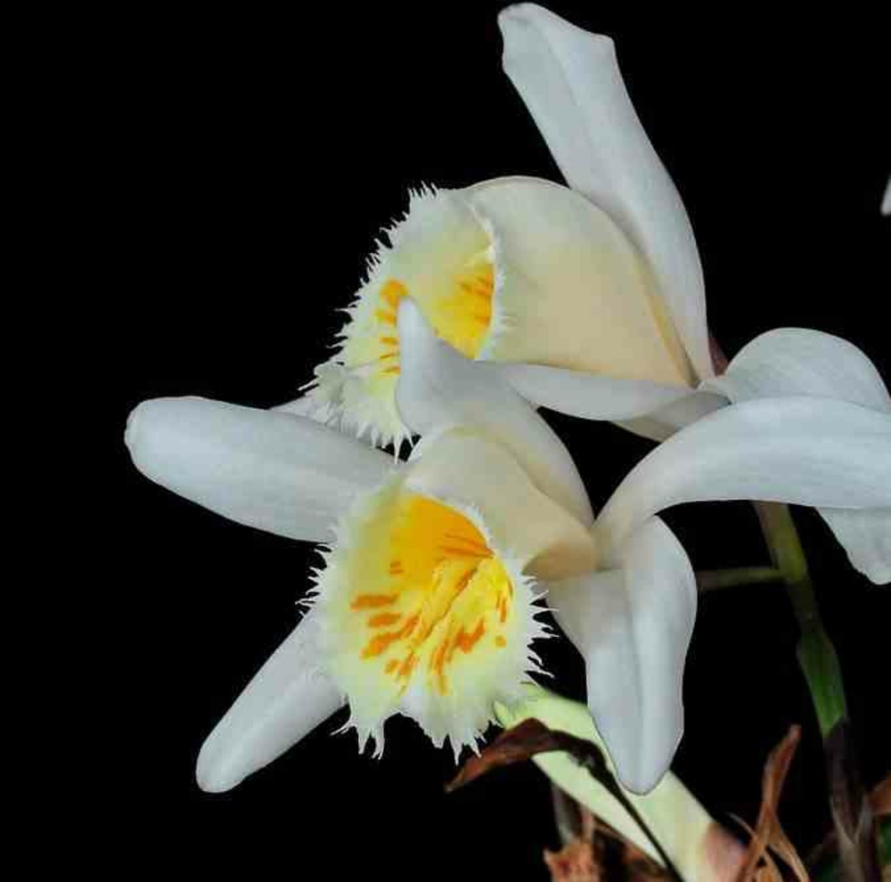 Pléione grandiflora pot de 1 litre - 0/40 cm