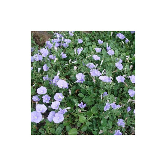 Liseron de mauritanie, convolvulus lot de 9 godets