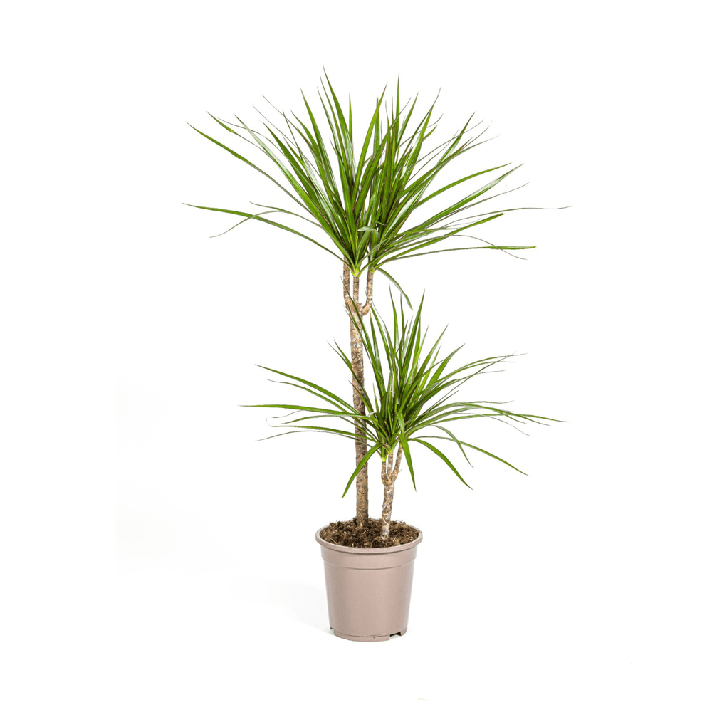 Dracaena marginata green ø19cm - ↕70 - 90cm - plantes d'intérieur