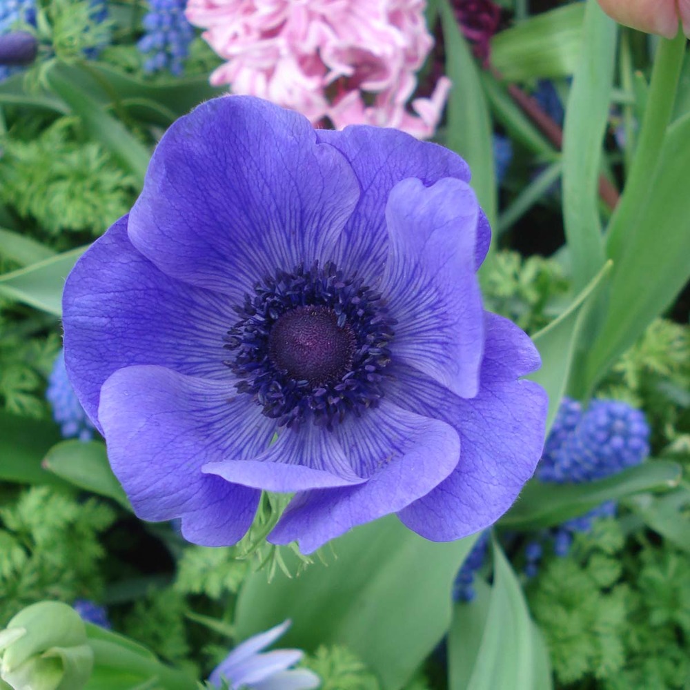 Anémone de caen, anémone des fleuristes 'mr fokker' bulbe calibre 5 (par 10)