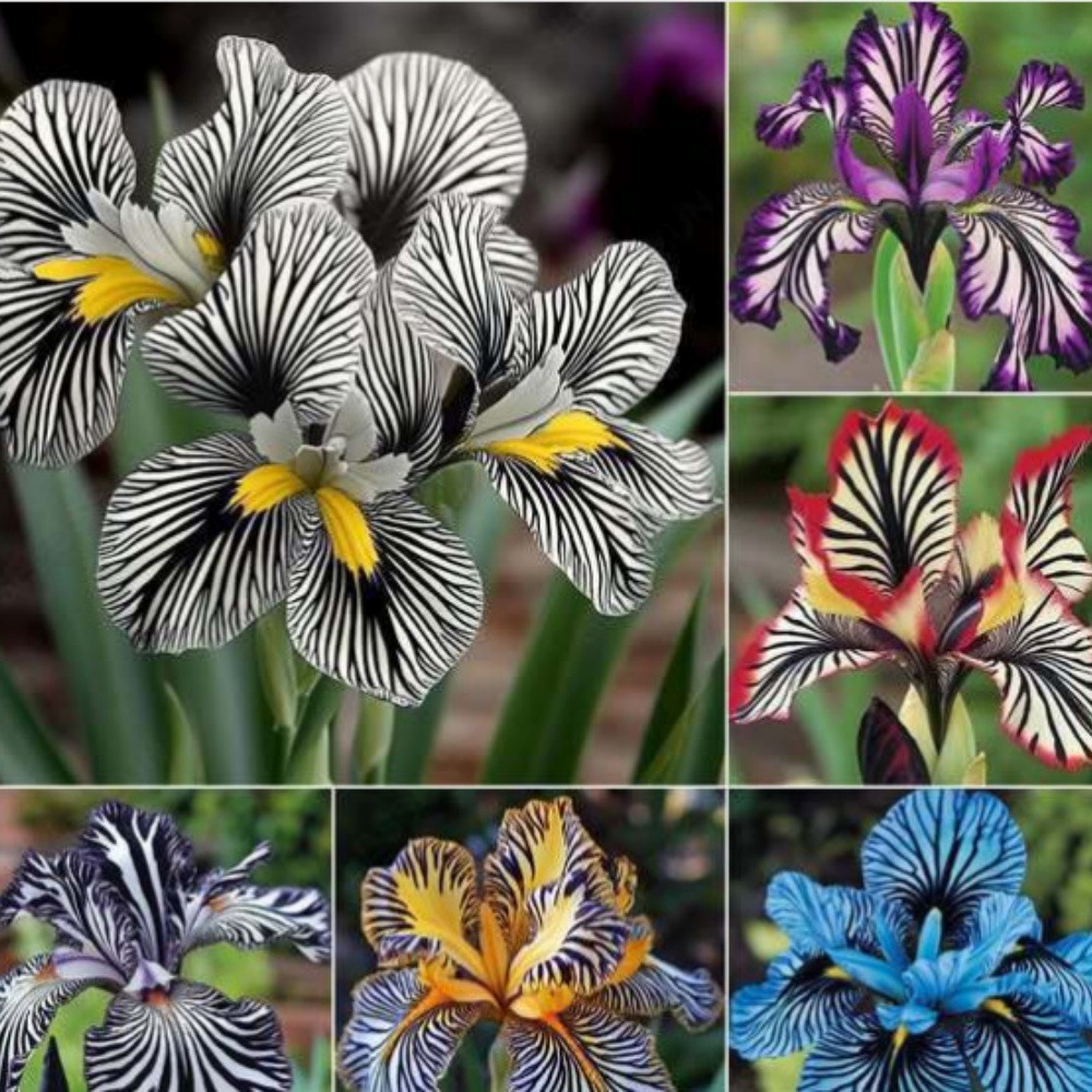 Graines de fleurs orchidée à rayures couleurs mélangées pour potager