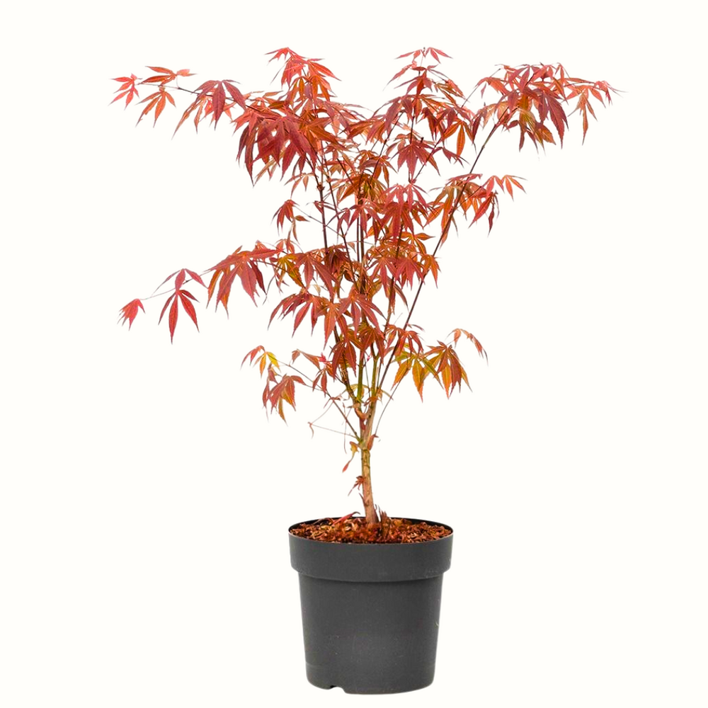 Erable du japon - acer atropurpureum - 65cm