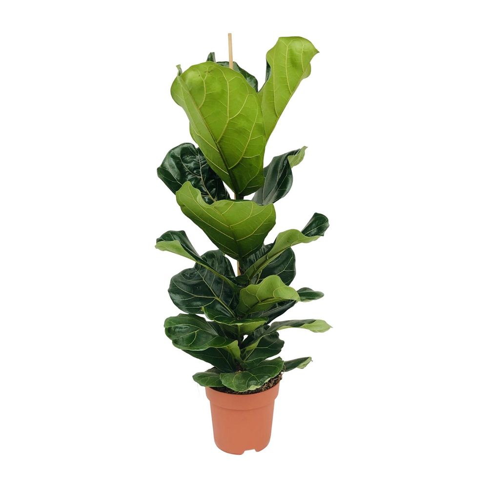 Ficus lyrata - ø21cm - ↕100cm - plantes d'intérieur