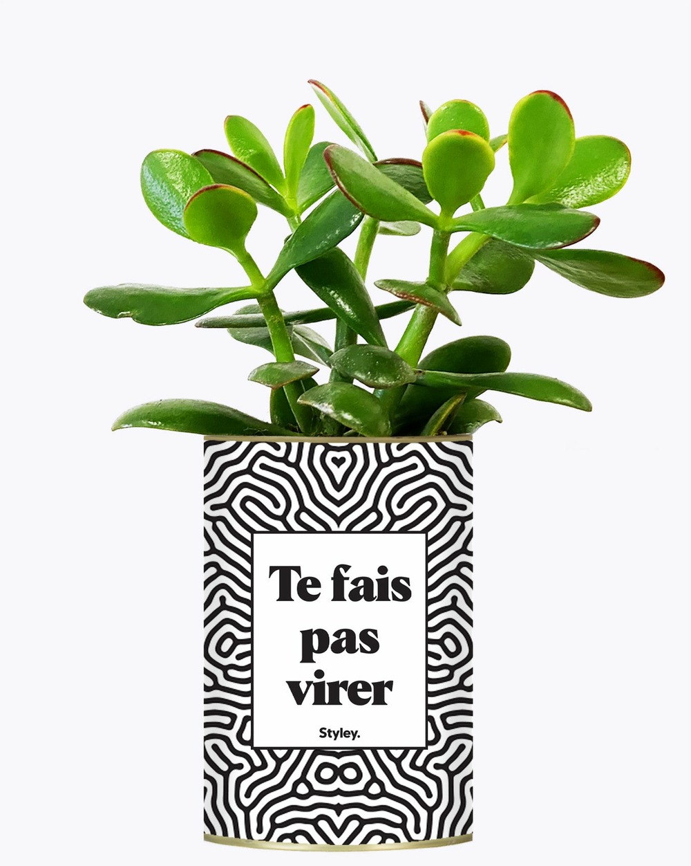 Plante personnalisée - te fais pas virer - cactus