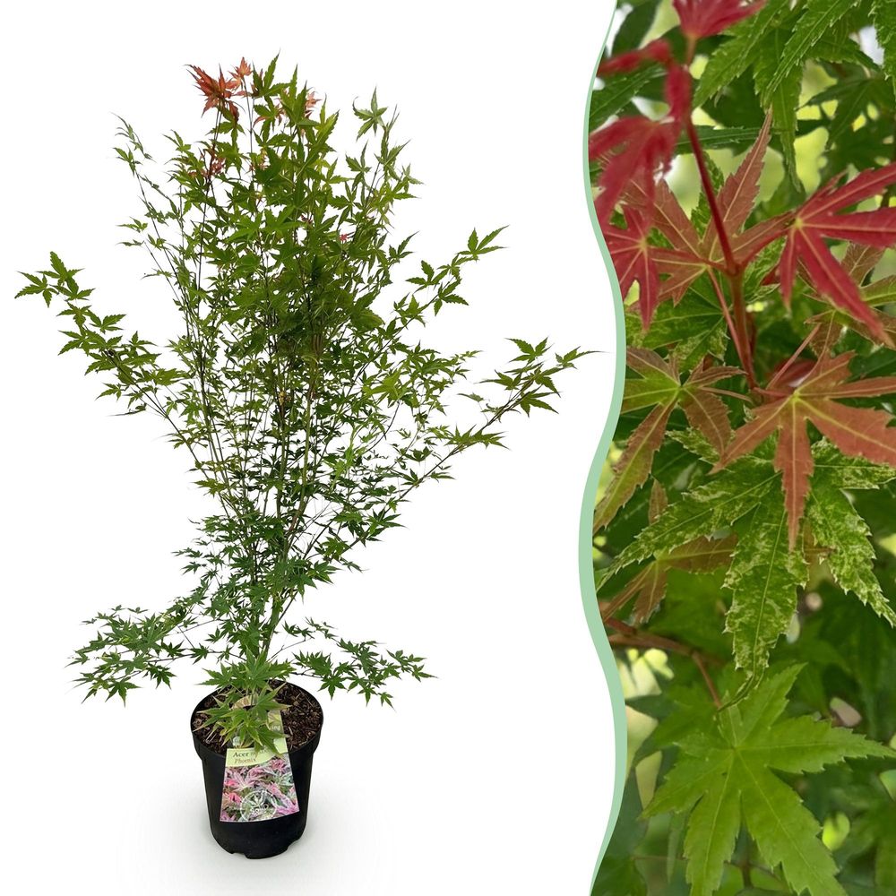 Érable du japon 'phoenix' - pot 26 cm - hauteur 90 cm - plante d'extérieur