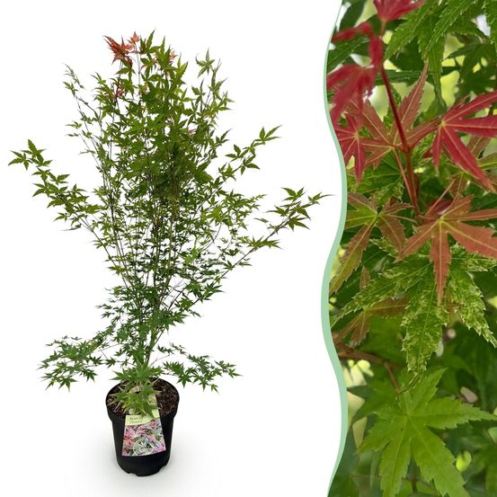 Érable du japon 'phoenix' - pot 26 cm - hauteur 90 cm - plante d'extérieur