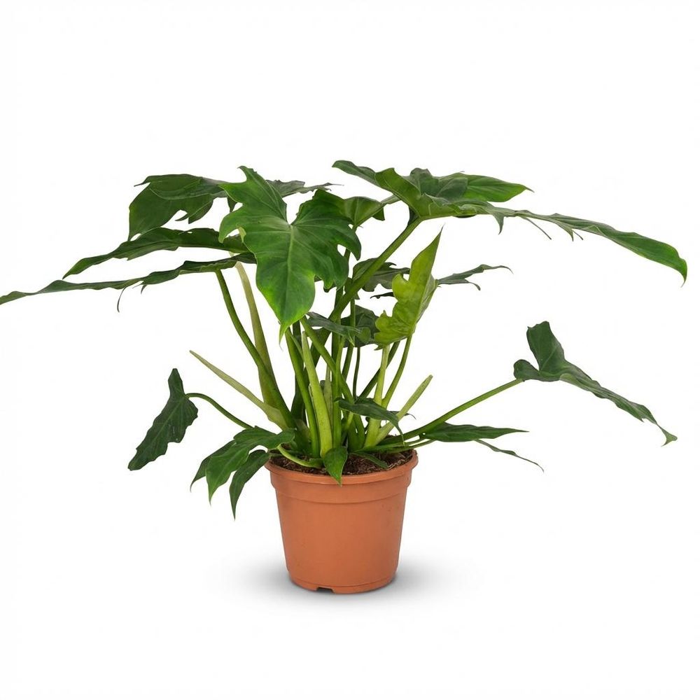 Philodendron lacerum - pot de 19cm - hauteur 65cm
