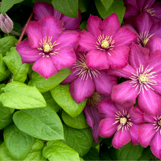 Clematite - clematis star of india 70cm