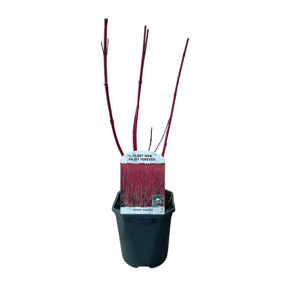Cornouiller - pot 17 cm - hauteur 50 cm - rouge - plante d'extérieur