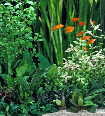 debut en aquariophilie