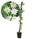 Passiflora 'constance elliot' xl - passiflore - plante de jardin - plante grimpante - ⌀17 cm - hauteur 110-120 cm