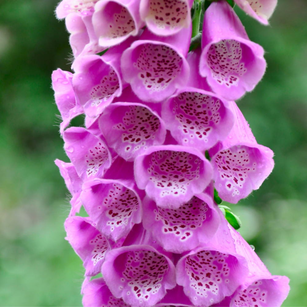 Gant de notre-dame - digitale purpurea - 10 cm godet de 9 cm - rose