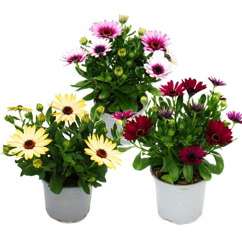 Panier cape - osteospermum ecklonis - pot 12cm - set de 3 plantes - mélange de couleurs
