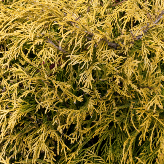 Faux-cyprès de sawara sungold - chamaecyparis pisifera sungold 30/40cm pot 8l