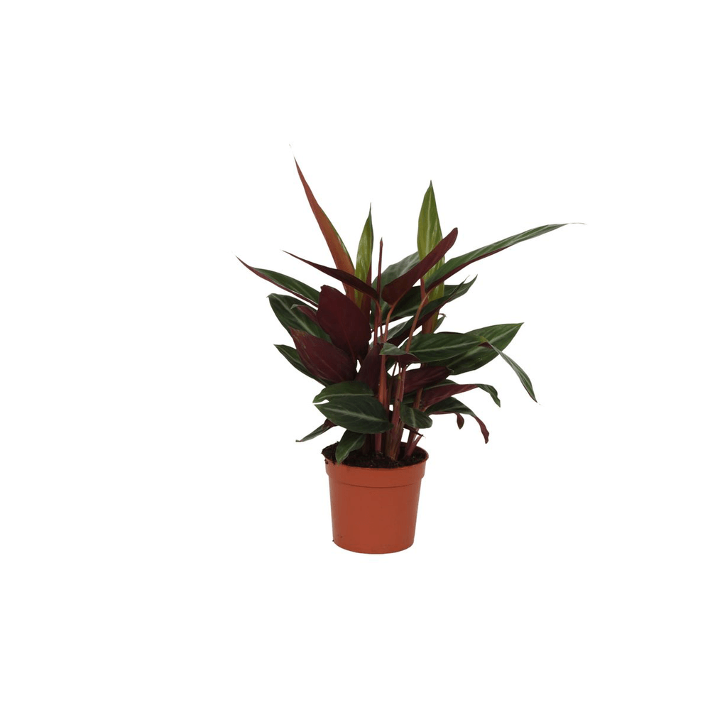 Calathea stripestar - plantes d'intérieur