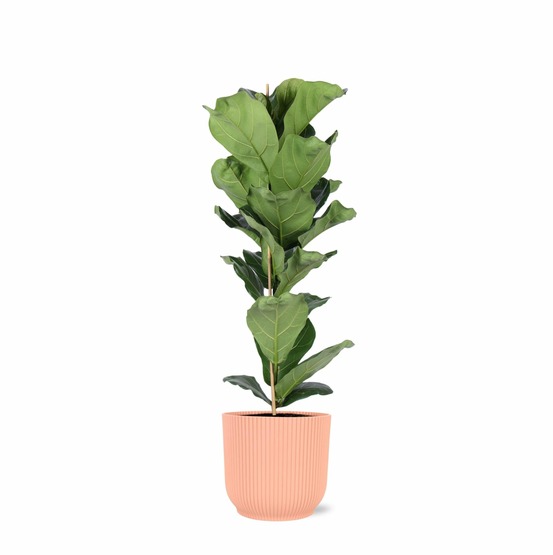 Ficus lyrata et son pot relief rose - hauteur 90cm