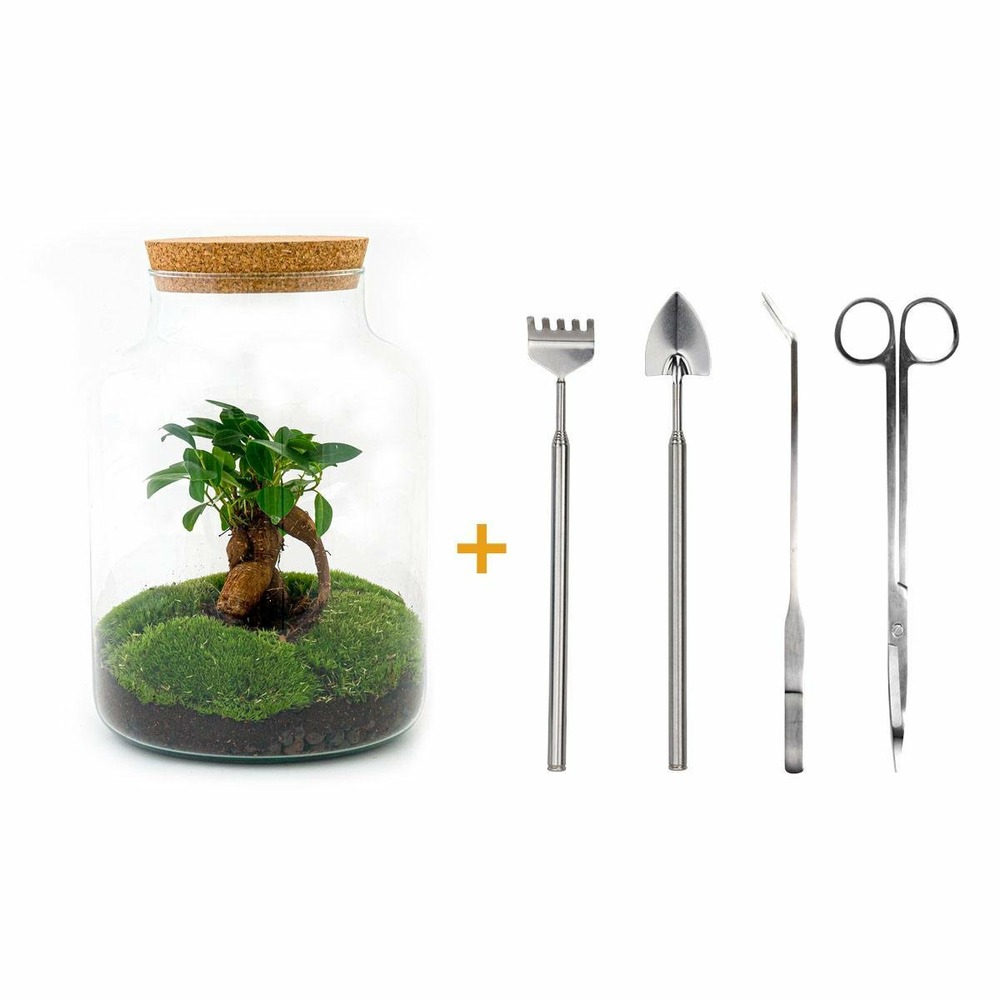 Kit terrarium diy - mila sans led ficus - rateau + pelle + pince + ciseaux