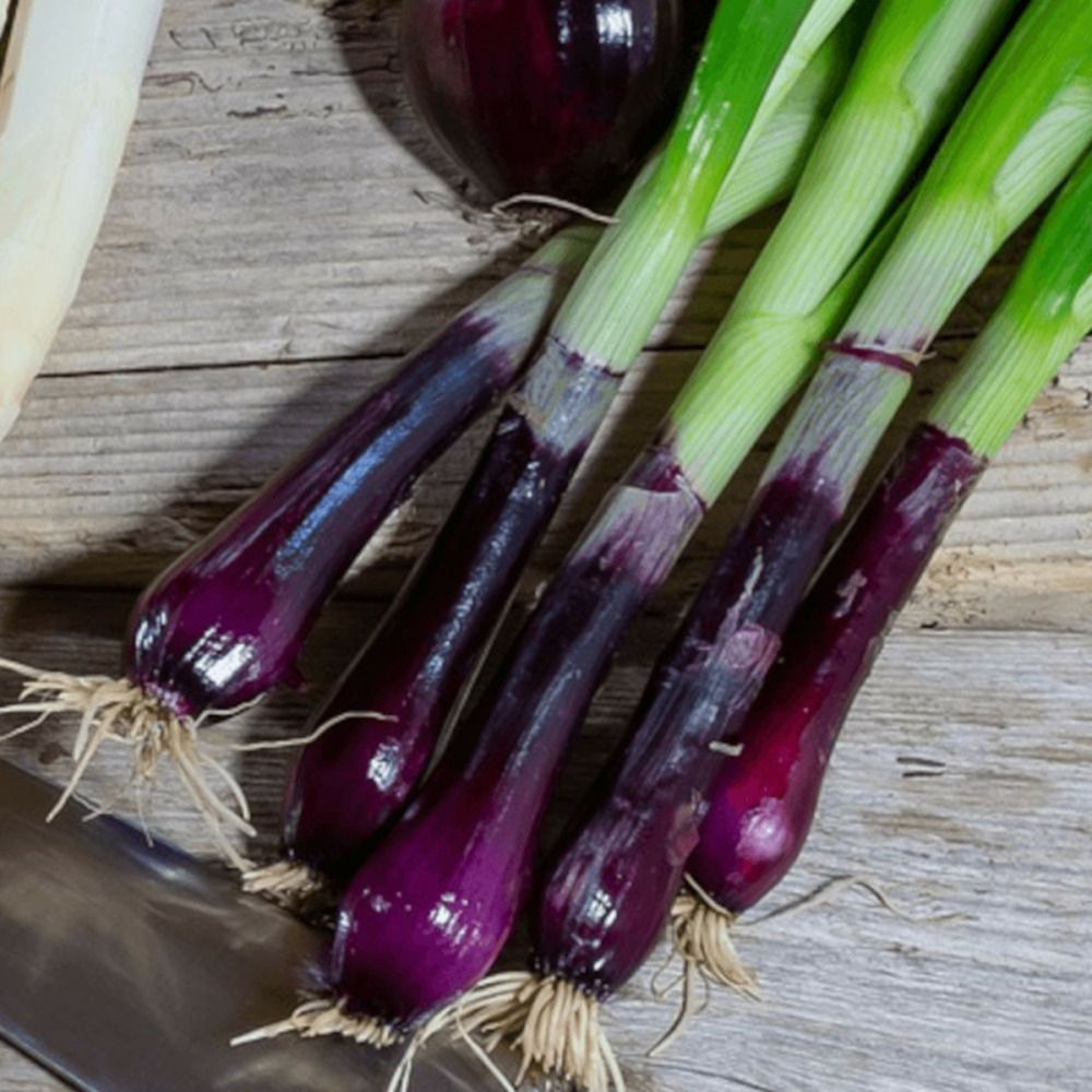 Ciboule commune rouge - prêt à consommer pot de 1,5l - 10/20 cm