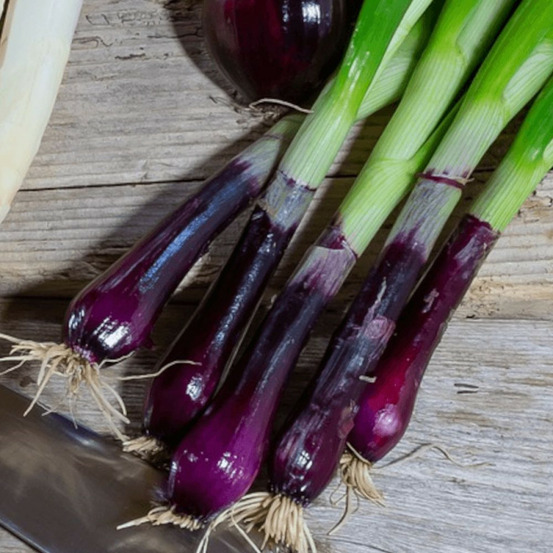 Ciboule commune rouge - prêt à consommer pot de 1,5l - 10/20 cm
