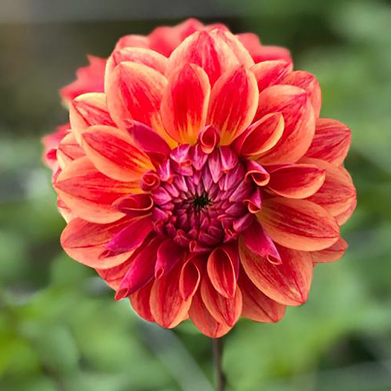 Dahlia balle 'all that jazz' bulbe calibre i