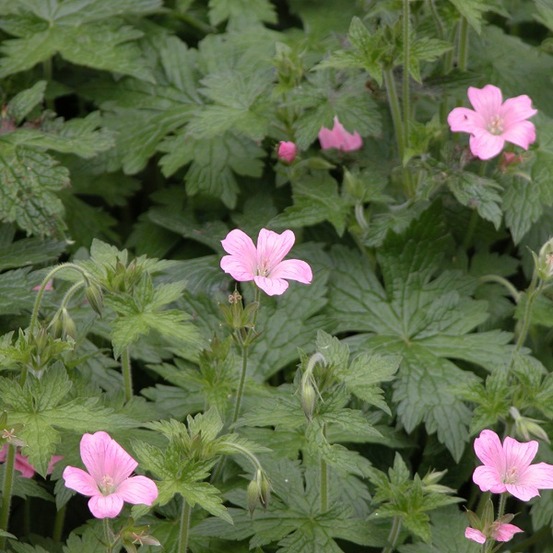 6 x géranium vivace d'endress - geranium endressii - godet 9cm x 9cm