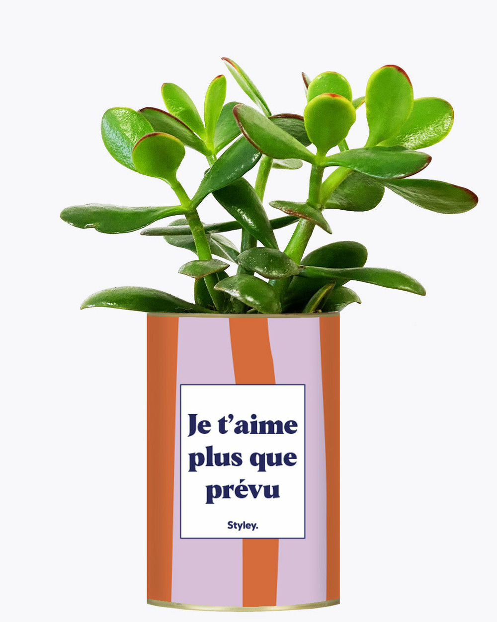 Idée cadeau - je t'aime plus que prévu - cactus