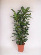 Plante d'intérieur - ficus cyathistipula 120cm