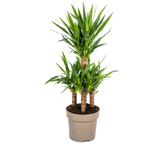 Yucca elephantipes ø30cm - ↕90 - 110cm - plantes d'intérieur