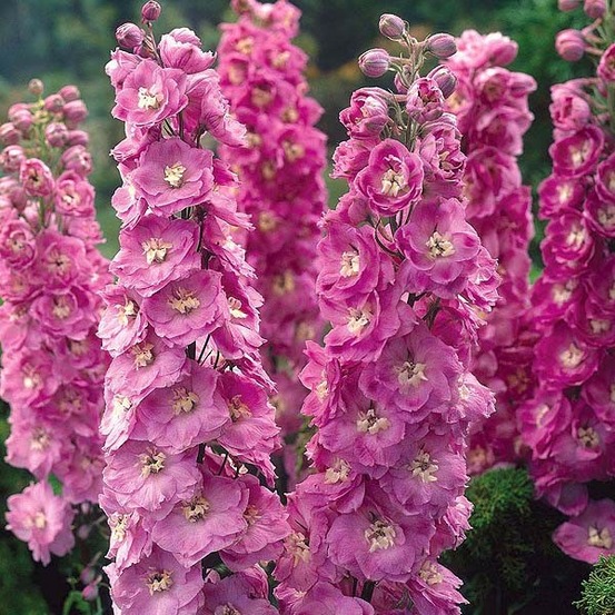 6 x pied d'alouette belladone 'astolat' - delphinium 'astolat' - godet 9cm x 9cm
