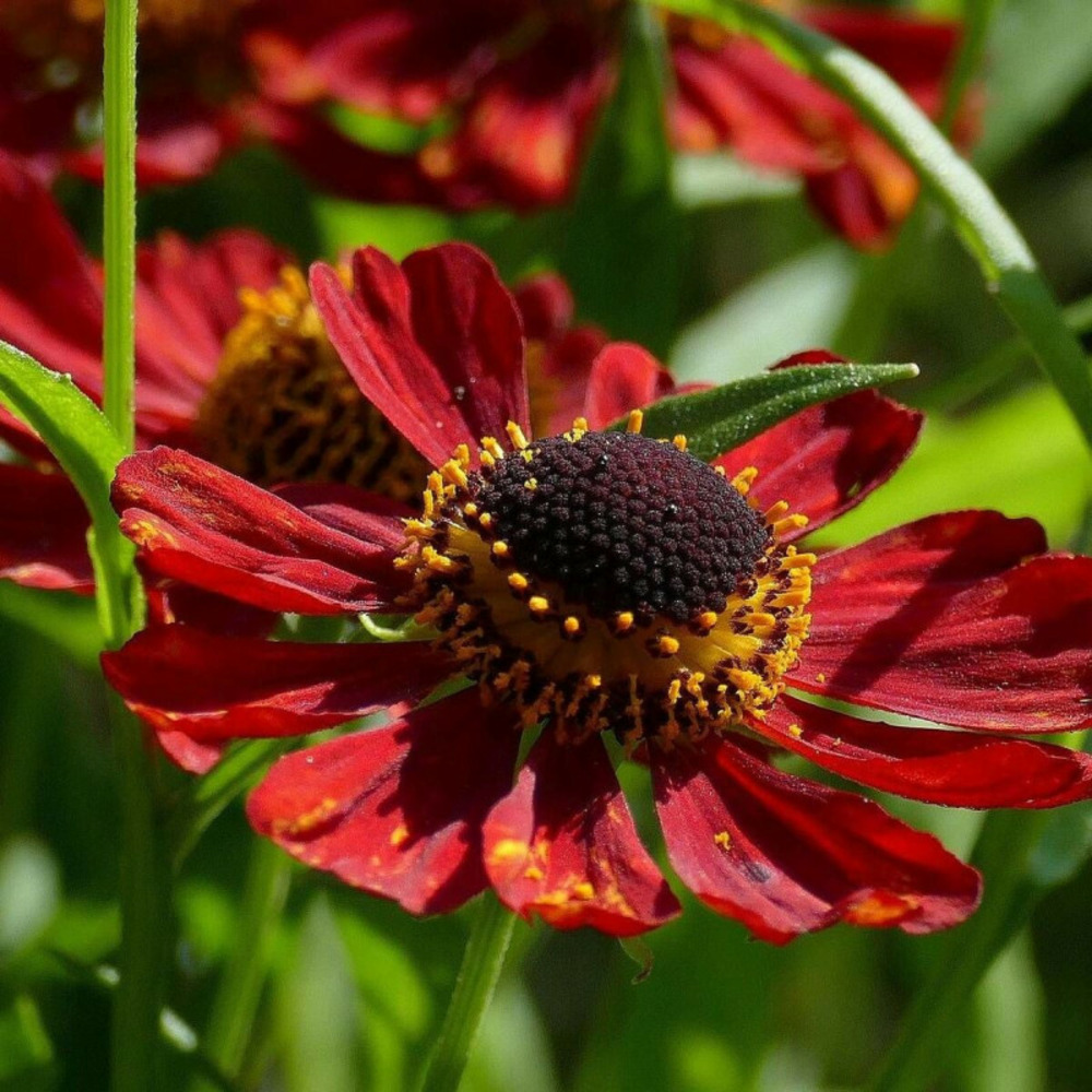 Hélénie ruby tuesday, helenium lot de 5 godets