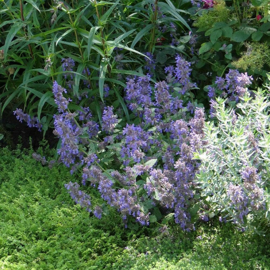 Herbe aux chats - menthe des chats racemosa grog, nepeta godet - 5/20 cm