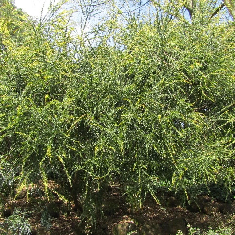 Mimosa à feuille triangulaire pot de 3l - 40/60 cm