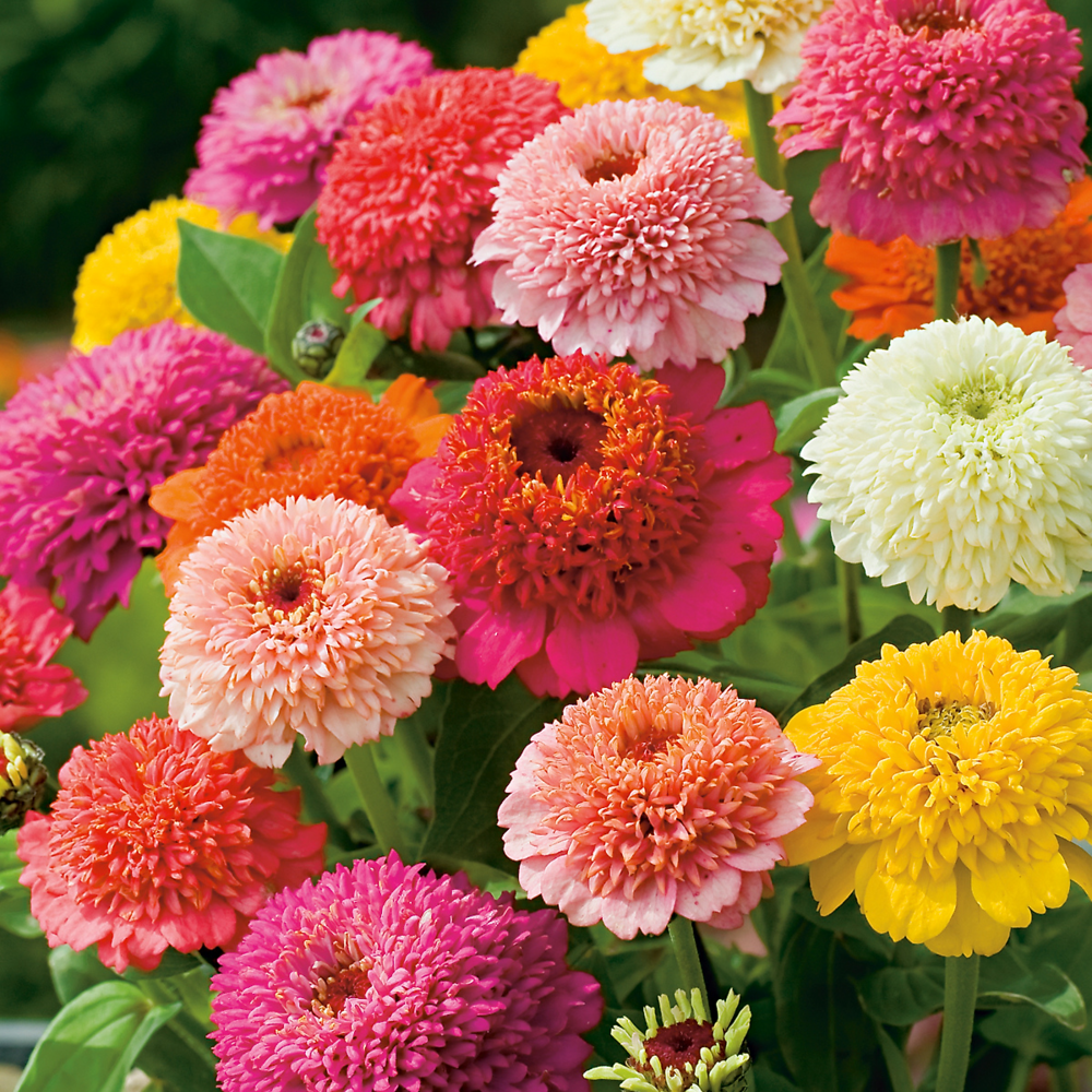 Zinnia scabieuse - 2 g